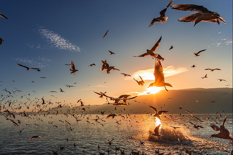 海鸥加速版苹果版下载(海鸥加速下载器下载苹果)-第5张图片-QuickQ官网