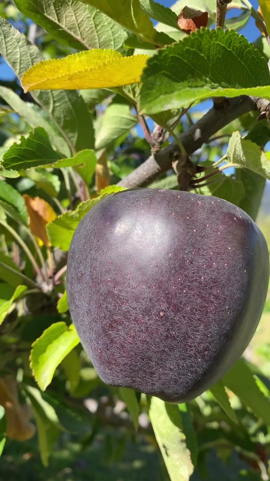 黑皮版苹果(黑皮苹果营养价值)-第3张图片-QuickQ官网