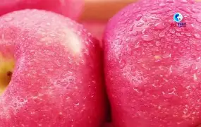 苹果版生肖(生肖派对苹果版下载)-第2张图片-QuickQ官网