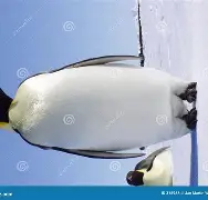 企鹅苹果版(企鹅下载安装苹果)-第5张图片-QuickQ官网