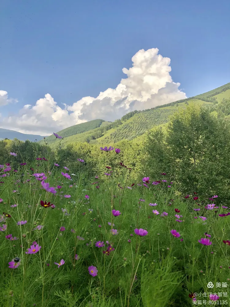 大同大智慧手机版(大同智慧党建app安卓)